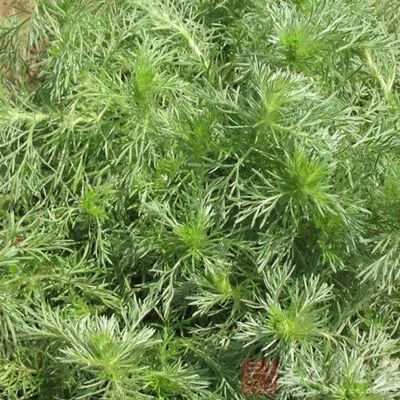 用法用量6～15g。外用適量，煎湯熏洗
