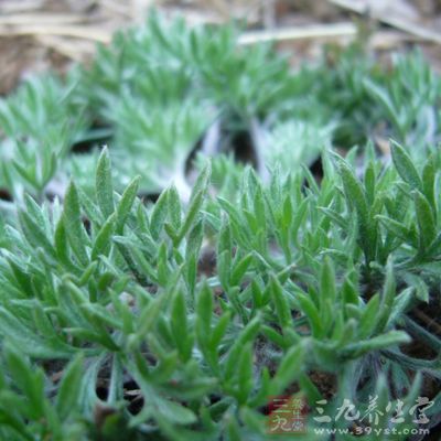 茵陳：歸脾、胃、肝、膽經