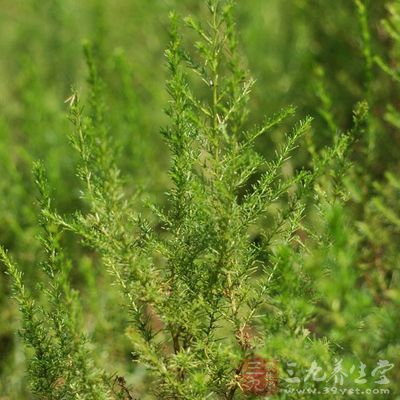 茵陳15克，田基黃30克