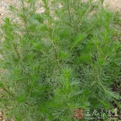 茵陳大棗辛開苦降湯