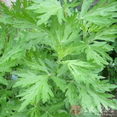 茵陳 100克、白芍 100克、大棗 100克、山栀子 50克、柴胡 25克