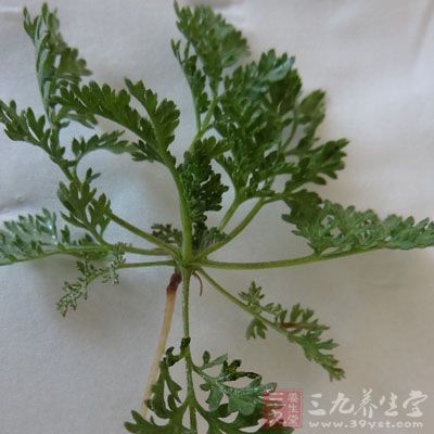 茵陳洗淨，用紗布包好