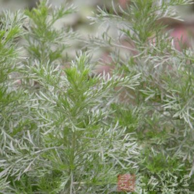 茵陳大棗湯可以治荨麻疹