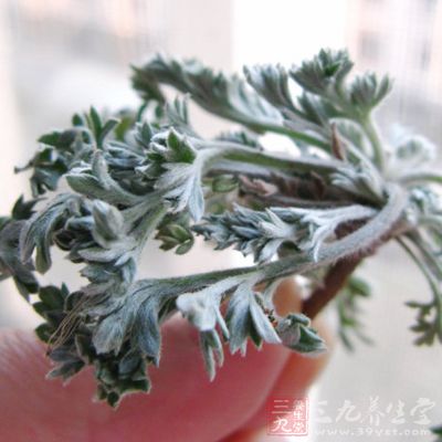 綿茵陳、茵陳蒿