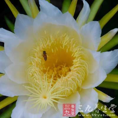 鮮霸王花400克、紅棗6個、豬展500克、生姜3片 鮮霸王花400克、紅棗6個、豬展500克、生姜3片