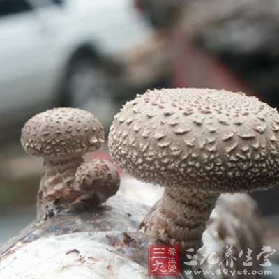 北菇含豐富蛋白質,粗纖維和維生素能增強機體對腫瘤的免疫力 北菇含豐富蛋白質,粗纖維和維生素能增強機體對腫瘤的免疫力