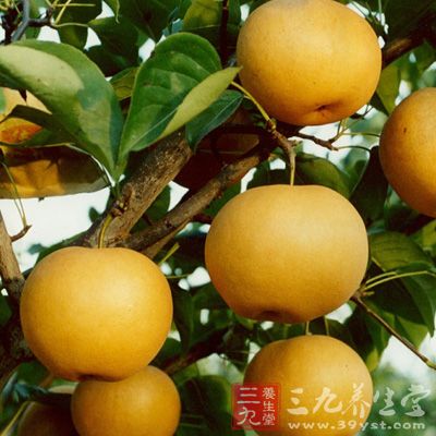 冰糖炖梨，不僅可祛痰熱，療哮喘，滋陰潤肺，而且對嗓子卓有養護作用
