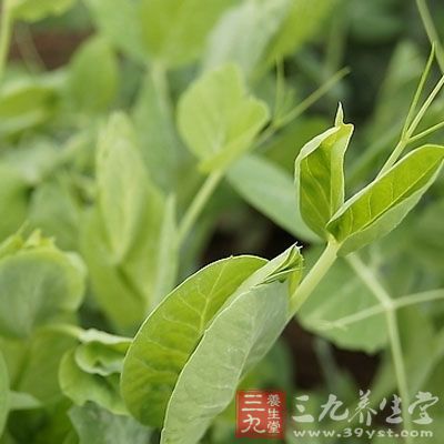 香螺400克。豌豆苗50克,冬筍100克