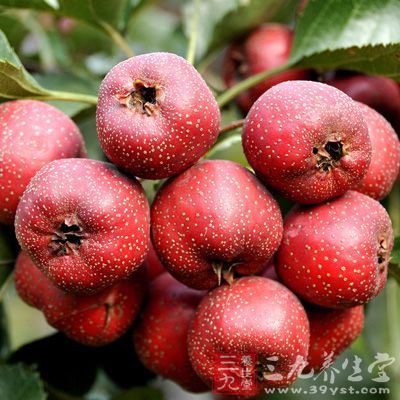 生山楂還有消除體內脂肪的功效
