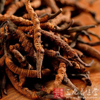 冬蟲夏草可減輕有毒物質對肝髒的損傷