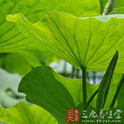 材料:生山楂、橘皮、荷葉各20克,生薏苡仁10克。 材料:生山楂、橘皮、荷葉各20克,生薏苡仁10克。