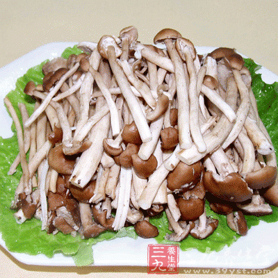 茶樹菇
