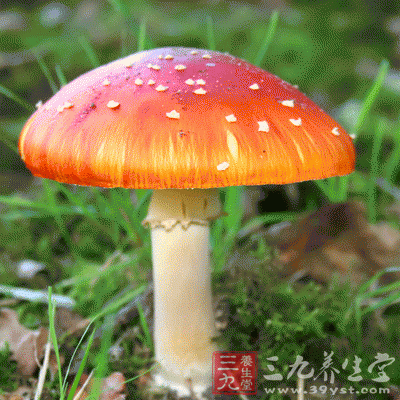 毒蘑多呈金黃、粉紅、白、黑、綠。無毒蘑菇多為咖啡、淡紫或灰紅色