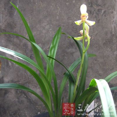 松節50克，土茯苓45克，威靈仙30克，川草薜15克，桃仁、澤蘭、全當歸、車前子、澤瀉各10克，生薏苡仁30克，白酒1000毫升。