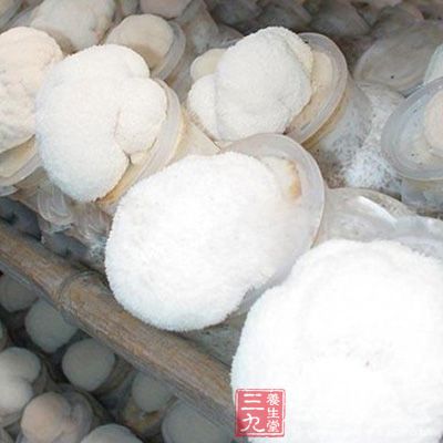 猴頭菇具有提高肌體免疫力的功能,可延緩衰老。 猴頭菇具有提高肌體免疫力的功能,可延緩衰老。