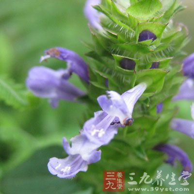 鮑魚(連殼)500克，夏枯草50克，瘦豬肉20克。