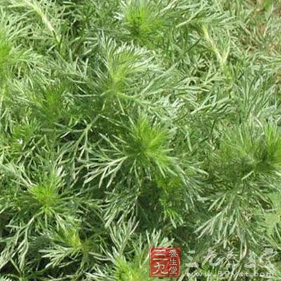 茵陳用量過大可引起頭暈,惡心,腹瀉,上腹部不適,急性肝膽損傷,亦有心律不齊的報導。 茵陳用量過大可引起頭暈,惡心,腹瀉,上腹部不適,急性肝膽損傷,亦有心律不齊的報導。