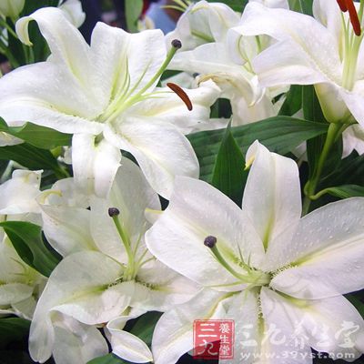 百合、麥冬是清涼潤肺的,滋養肺陰,也清除肺中亦有的火; 百合、麥冬是清涼潤肺的,滋養肺陰,也清除肺中亦有的火;