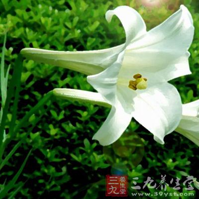 在這裡,給大家推薦一個百梨銀湯。 在這裡,給大家推薦一個百梨銀湯。