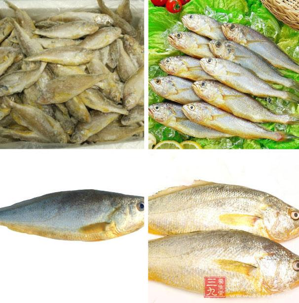 黃花魚可以增強免疫力 黃花魚可以增強免疫力
