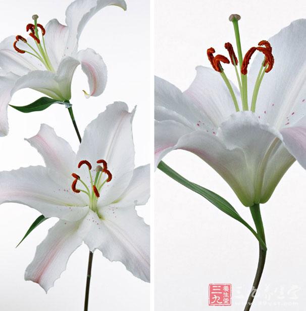 百合可以增強免疫力