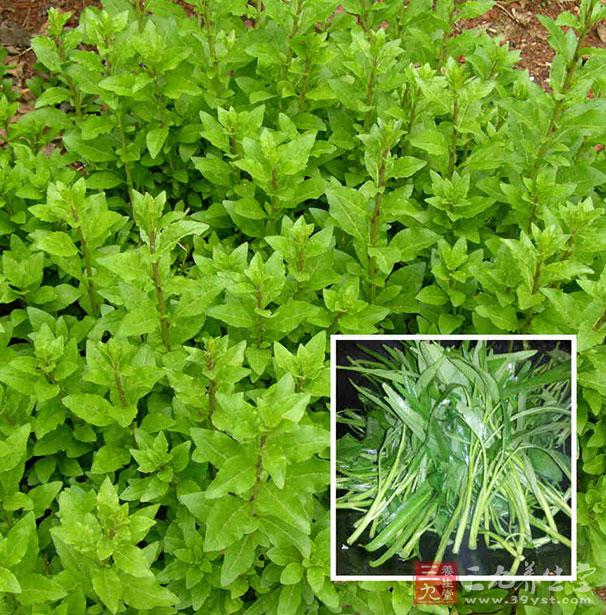 油心菜可以提高免疫力 油心菜可以提高免疫力