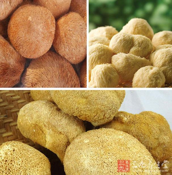 猴頭菇可以提高免疫力 猴頭菇可以提高免疫力