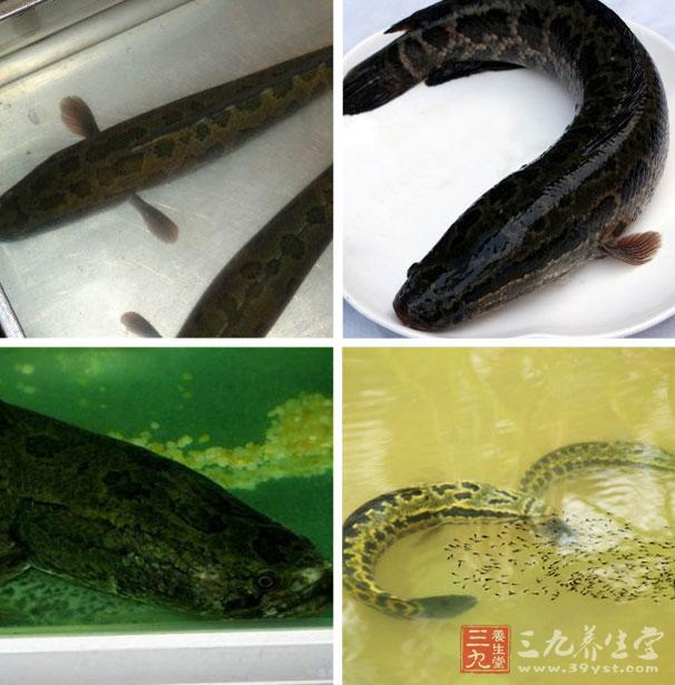 黑魚可以增強免疫力 黑魚可以增強免疫力