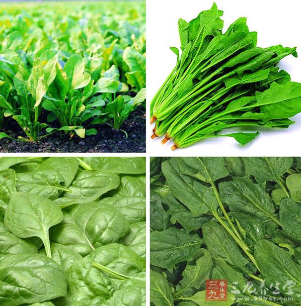 菠菜可以增加免疫力 菠菜可以增加免疫力