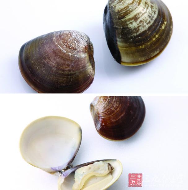 河蚌的食療作用