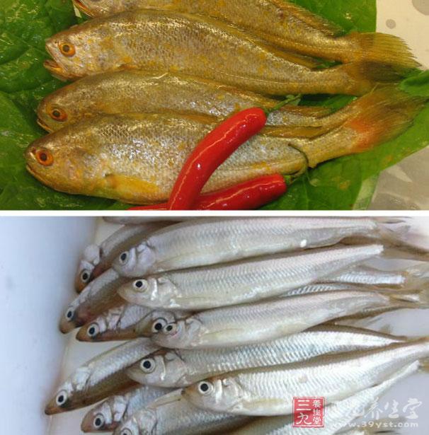 黃瓜魚增強免疫力 黃瓜魚增強免疫力