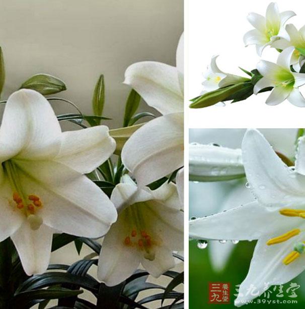 百合可以提高免疫力 百合可以提高免疫力