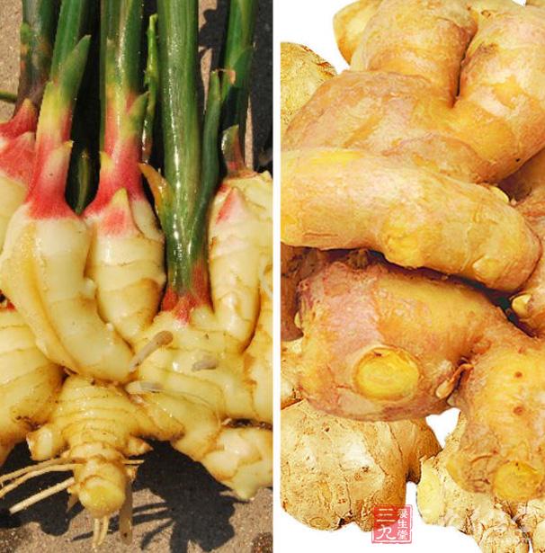 姜去皮,用刀背輕輕拍一下。 姜去皮,用刀背輕輕拍一下。