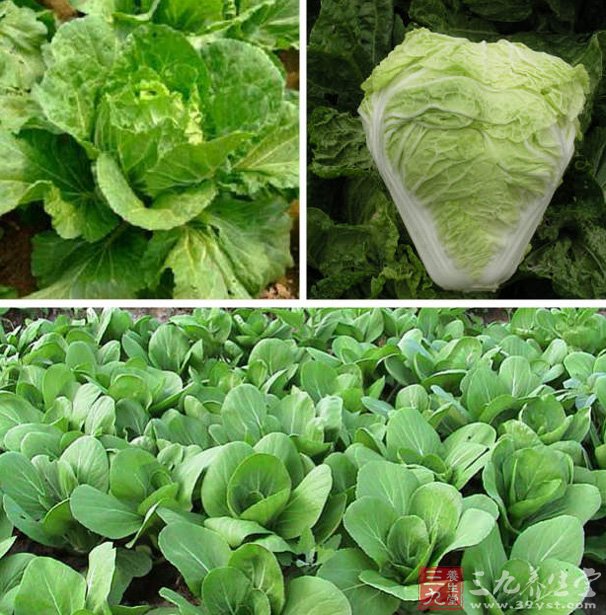 大白菜適合所有人食用