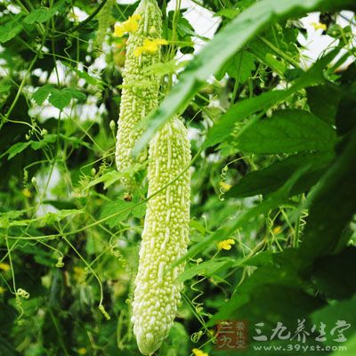 苦瓜氣味苦、無毒、性寒，入心、肝、脾、肺經