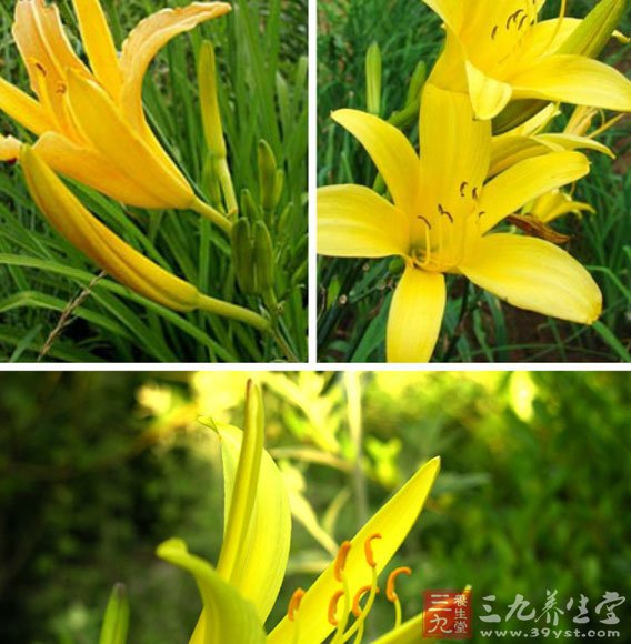 黃花