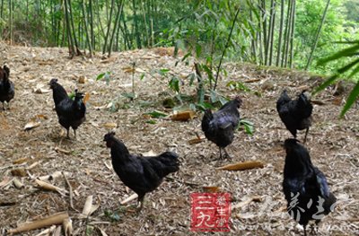 食用烏雞可提高生理機能延緩衰老
