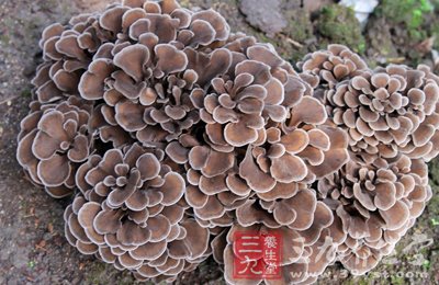 提高腫瘤患者免疫力最好的食品