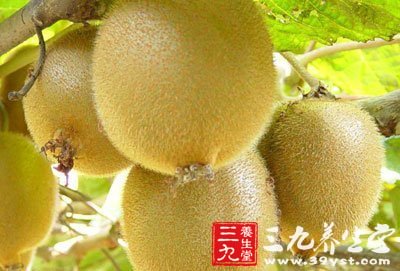 含有較多的膳食纖維和蛋白質分解酵素