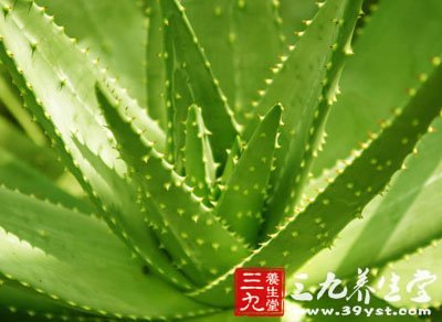 在古代蘆荟就被當作安眠劑