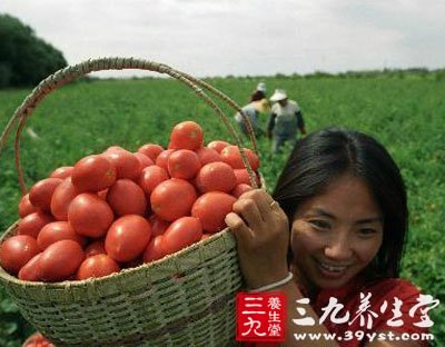 秋季進補熟番茄