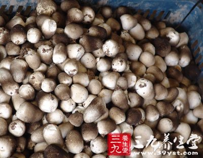 蘑菇的種類草菇