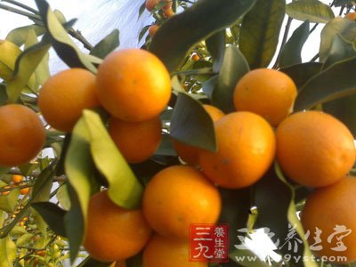 金桔皮也是很有營養的哦