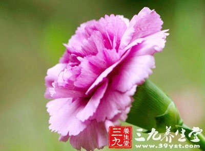 中國的母親花是萱草花