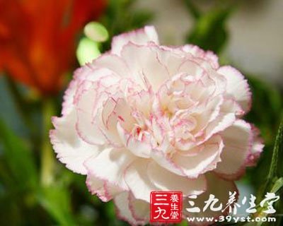 康乃馨祝福母親