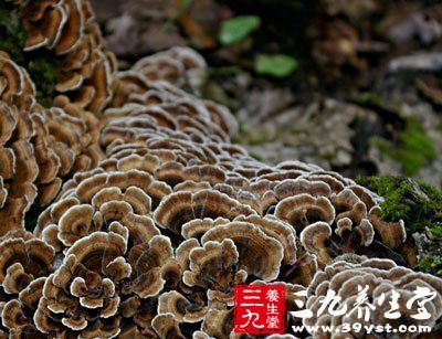 靈芝的功效與作用