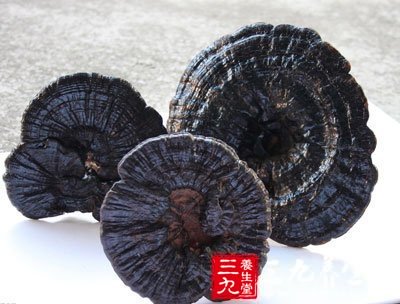 靈芝泡水法