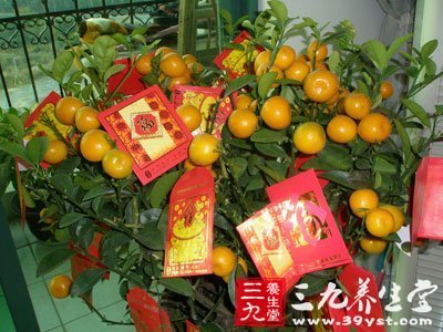 金桔賀歲 大吉大利