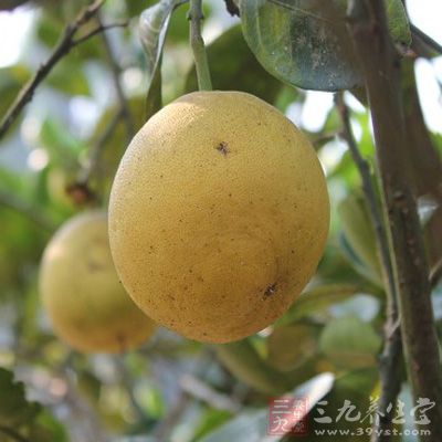 雪梨能治風熱、潤肺、涼心、消痰、降火