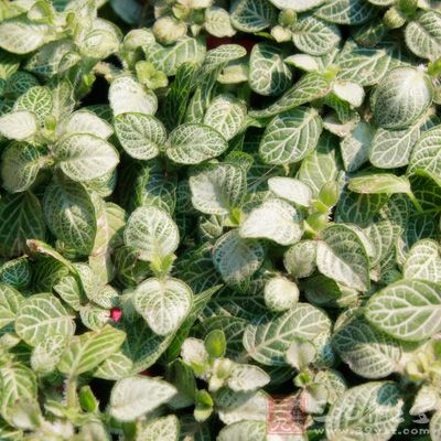 高粱米或小米50克，薄荷葉1 0克煮汁